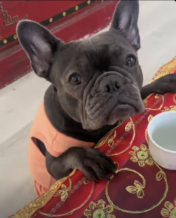 Frenchie is inviting you to her Japanese Green Tea Party ! Are you ready to join her ?